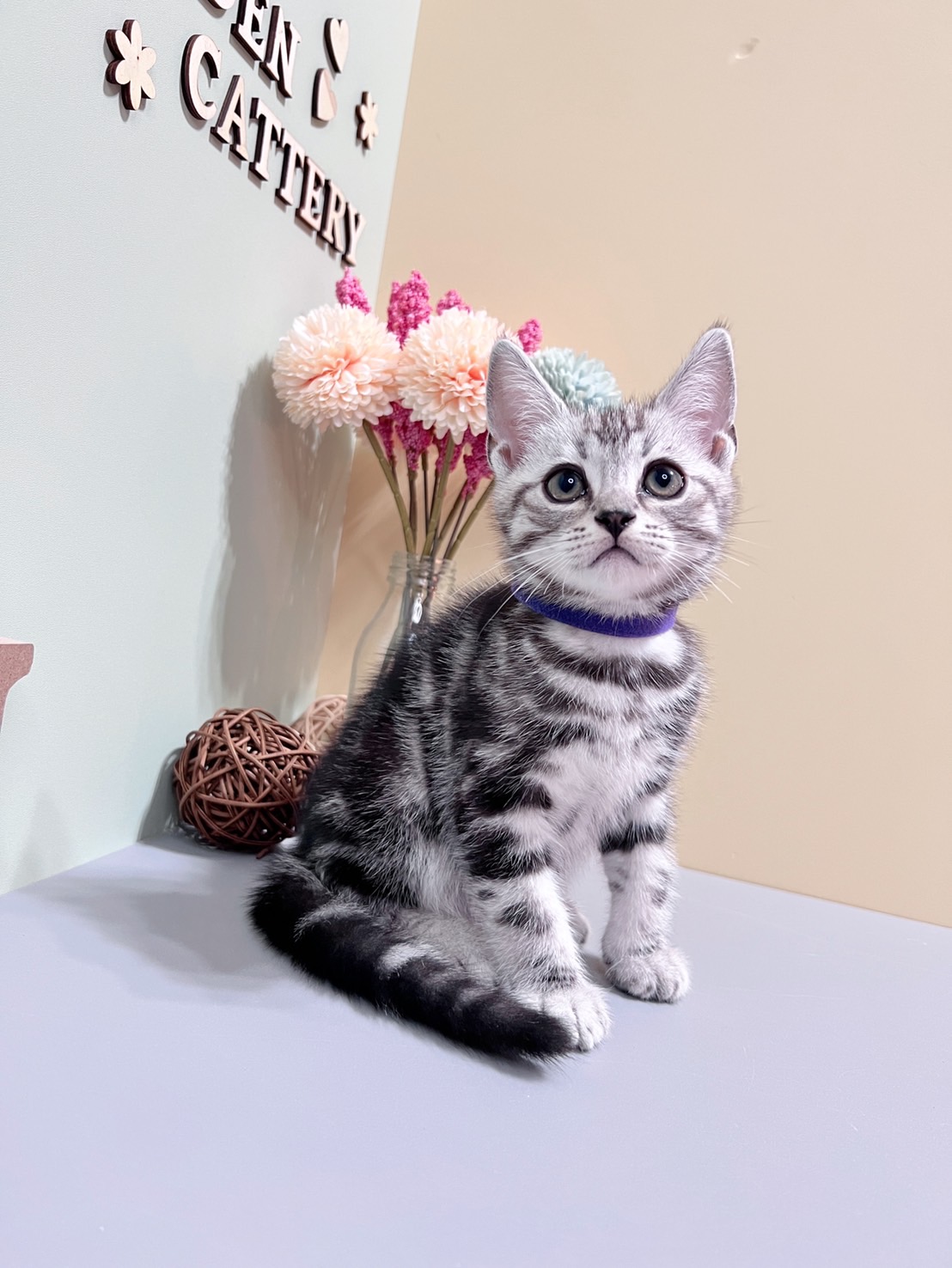 金瑟喵屋／螺旋紋美國短毛貓