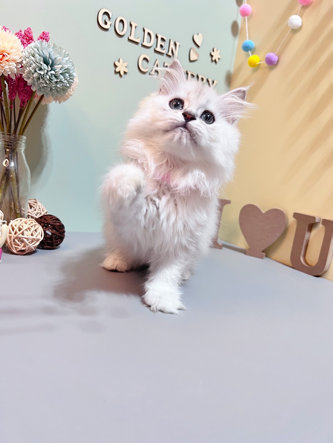 金瑟喵屋／銀白金吉拉