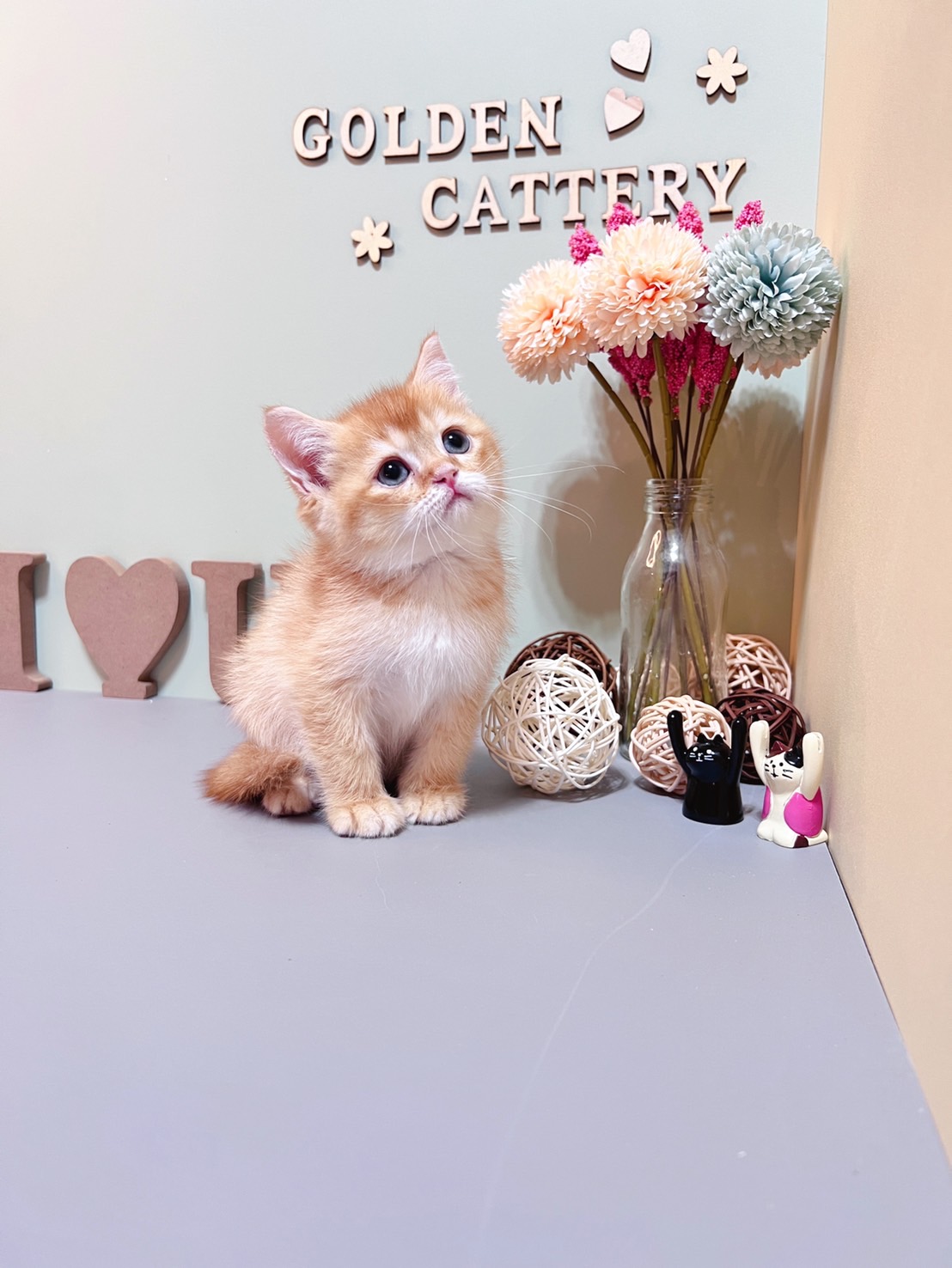 金瑟喵屋／紅金英國短毛貓