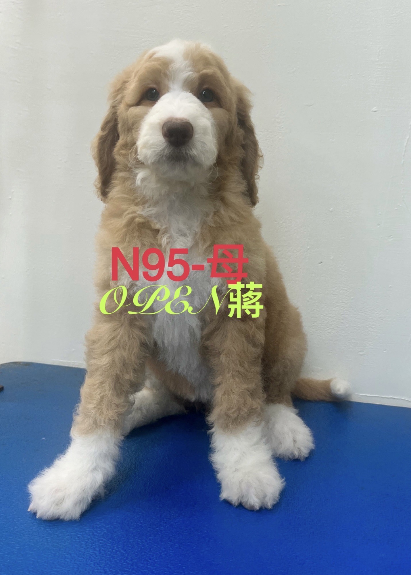 OPEN蔣犬舍／各色巨型貴賓