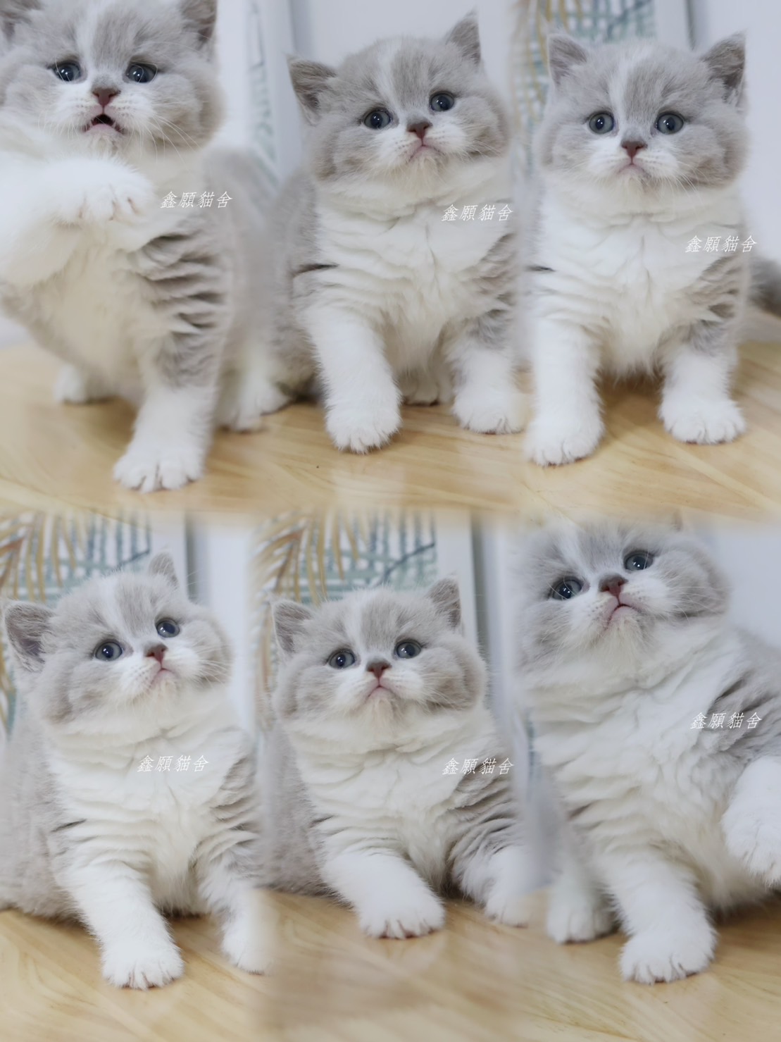 鑫願貓舍／紫丁香加白英國短毛貓