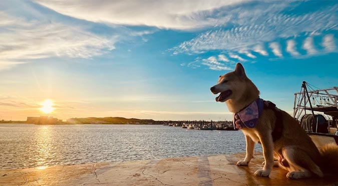 『汪喵揪了走』漫步新竹海岸線一日遊