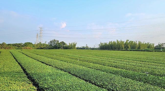 『汪喵揪了走』新竹隱世茶園步道一日遊