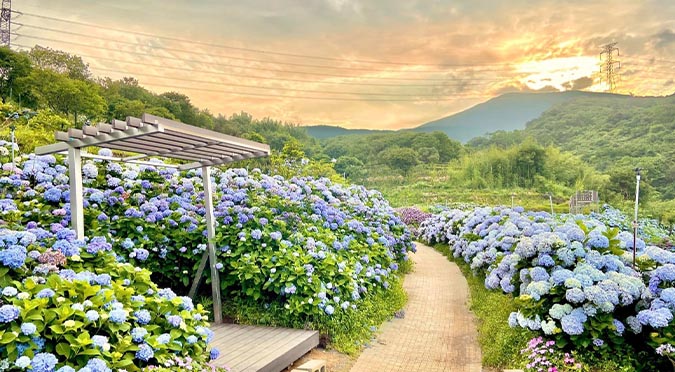 『汪喵揪了走』高家繡球花田一日遊