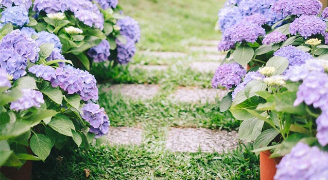 『汪喵揪了走』新竹薰衣草森林繡球花季