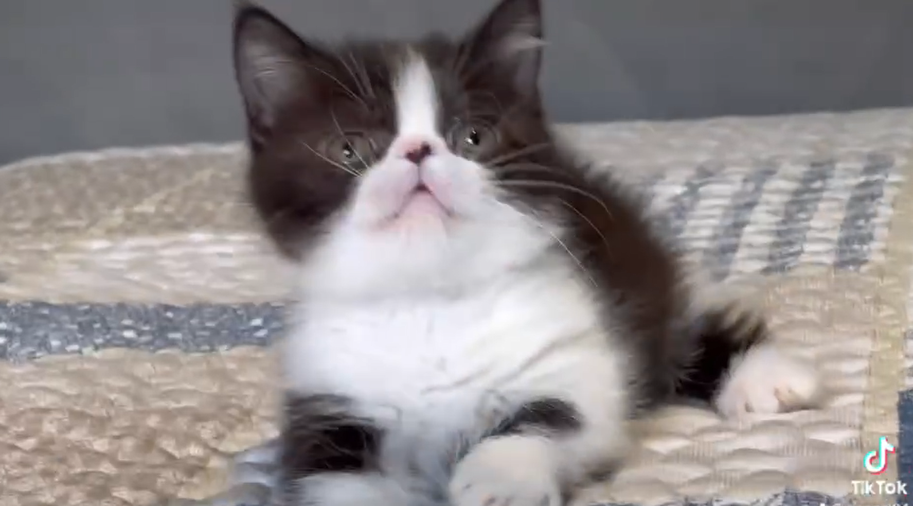 尊爵名皇／扁臉加白小步舞曲