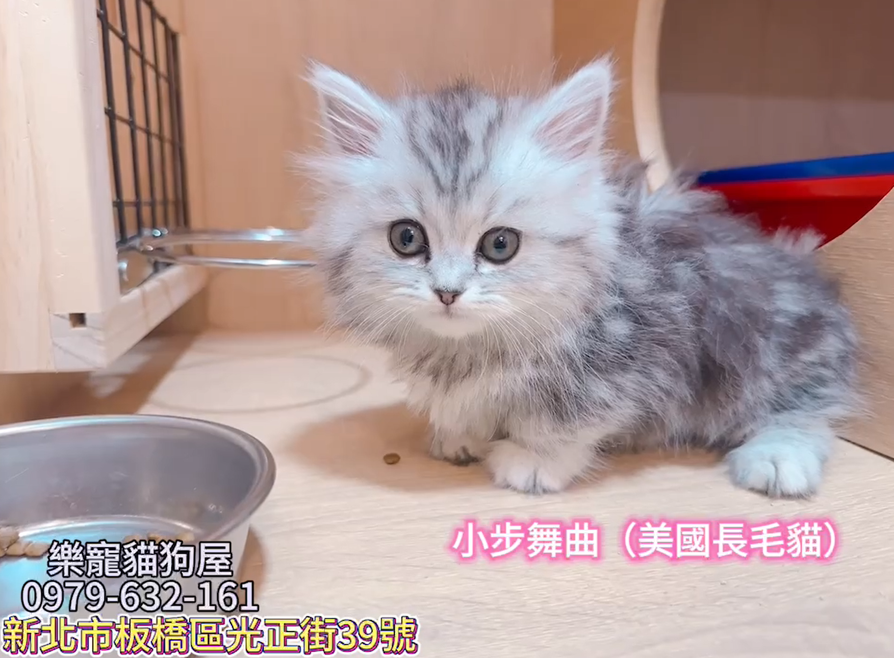 樂寵貓狗屋／小步舞曲