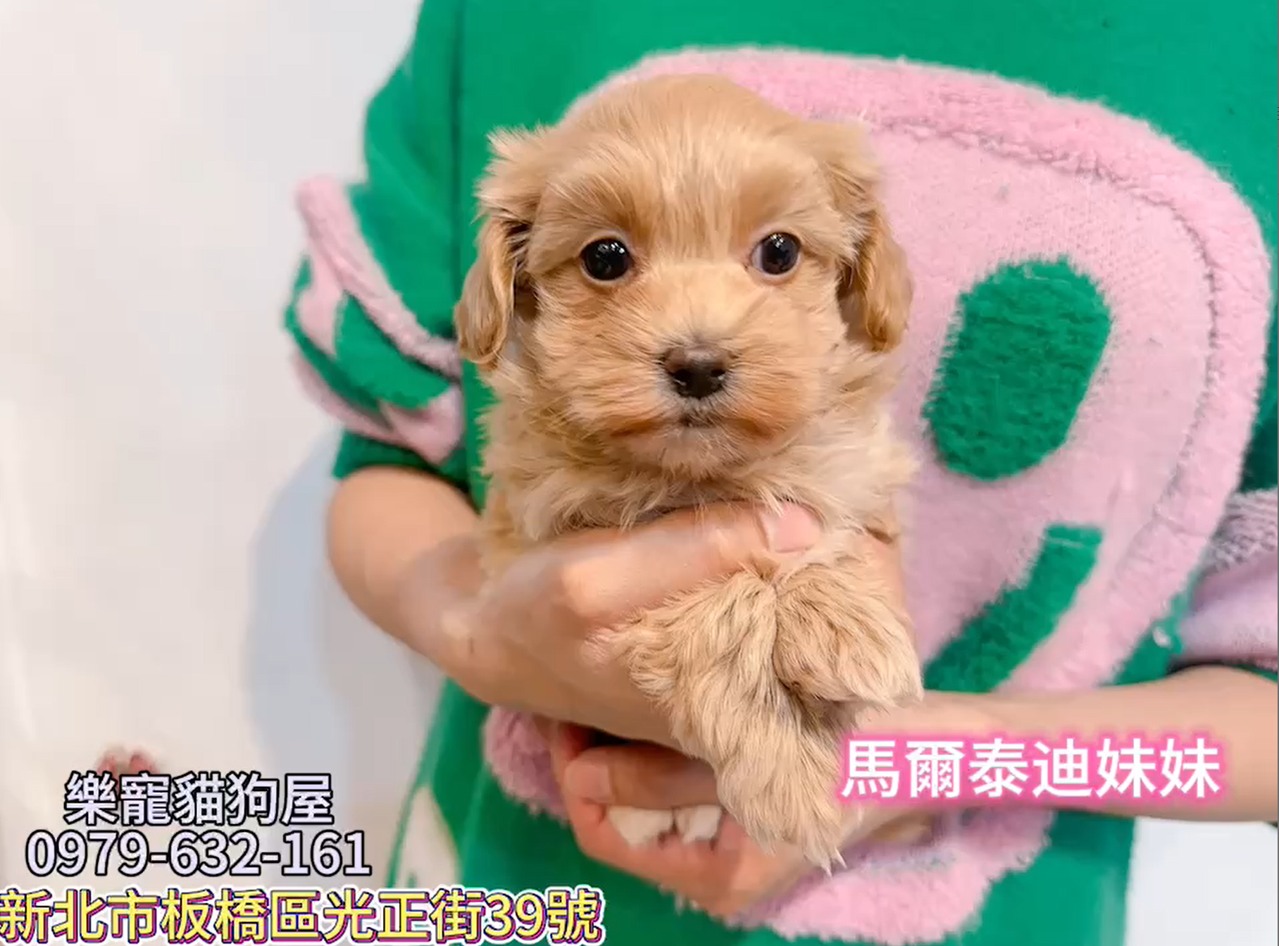 樂寵貓狗屋／瑪爾泰迪