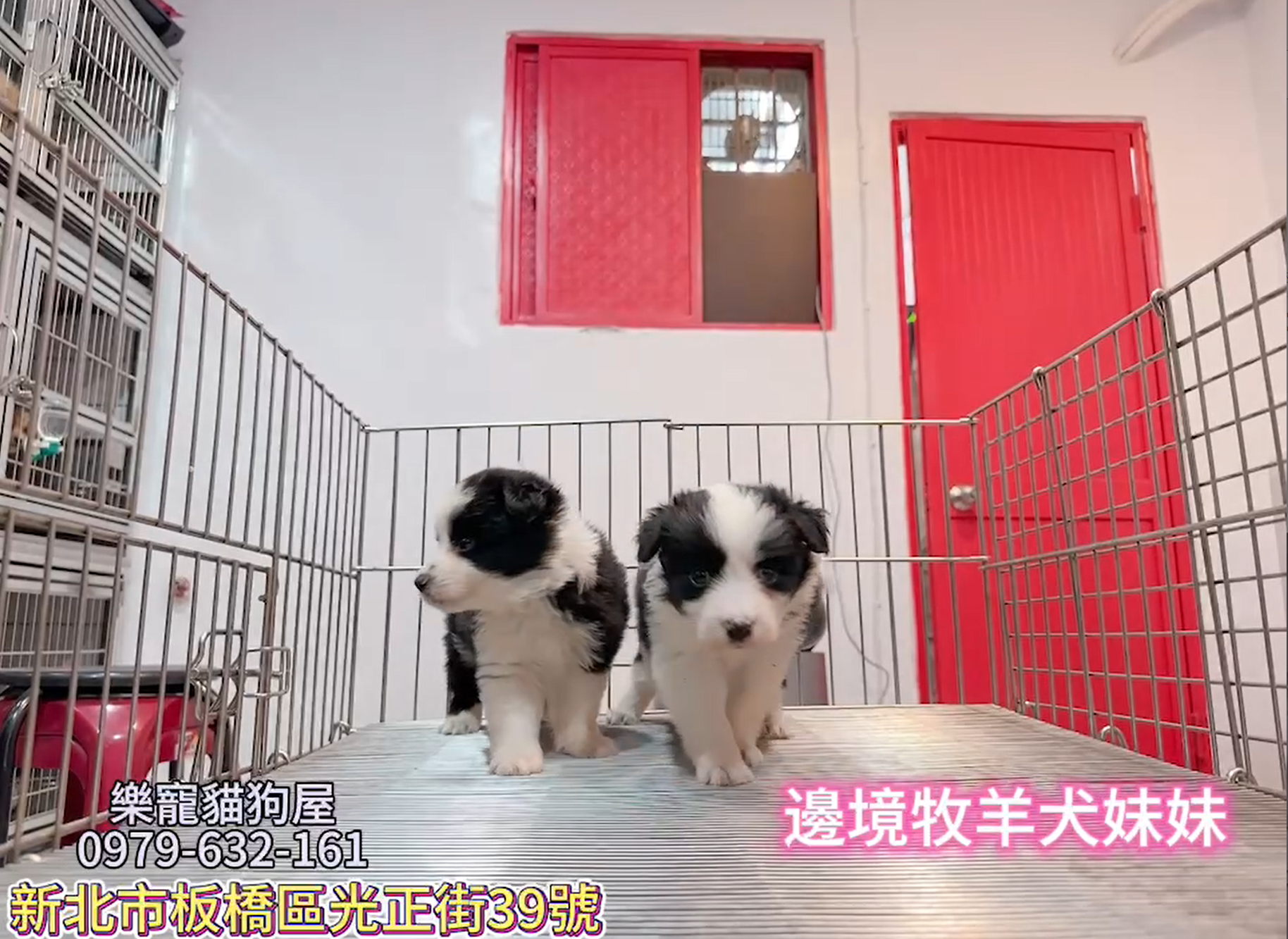 樂寵貓狗屋／邊境牧羊犬