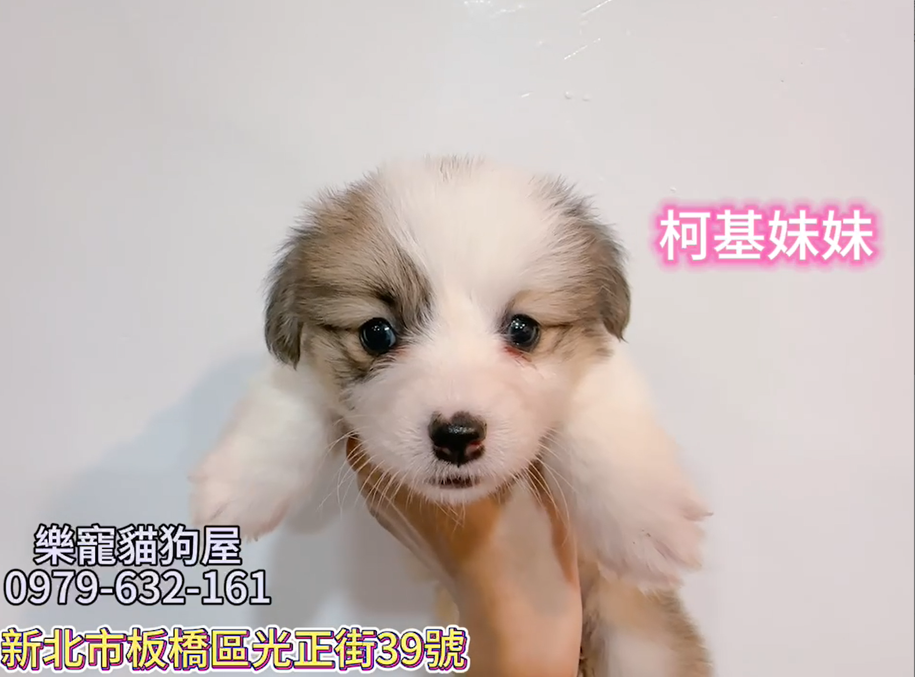 樂寵貓狗屋／柯基