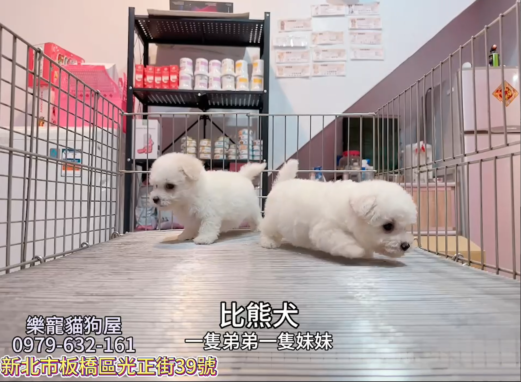 樂寵貓狗屋／比熊