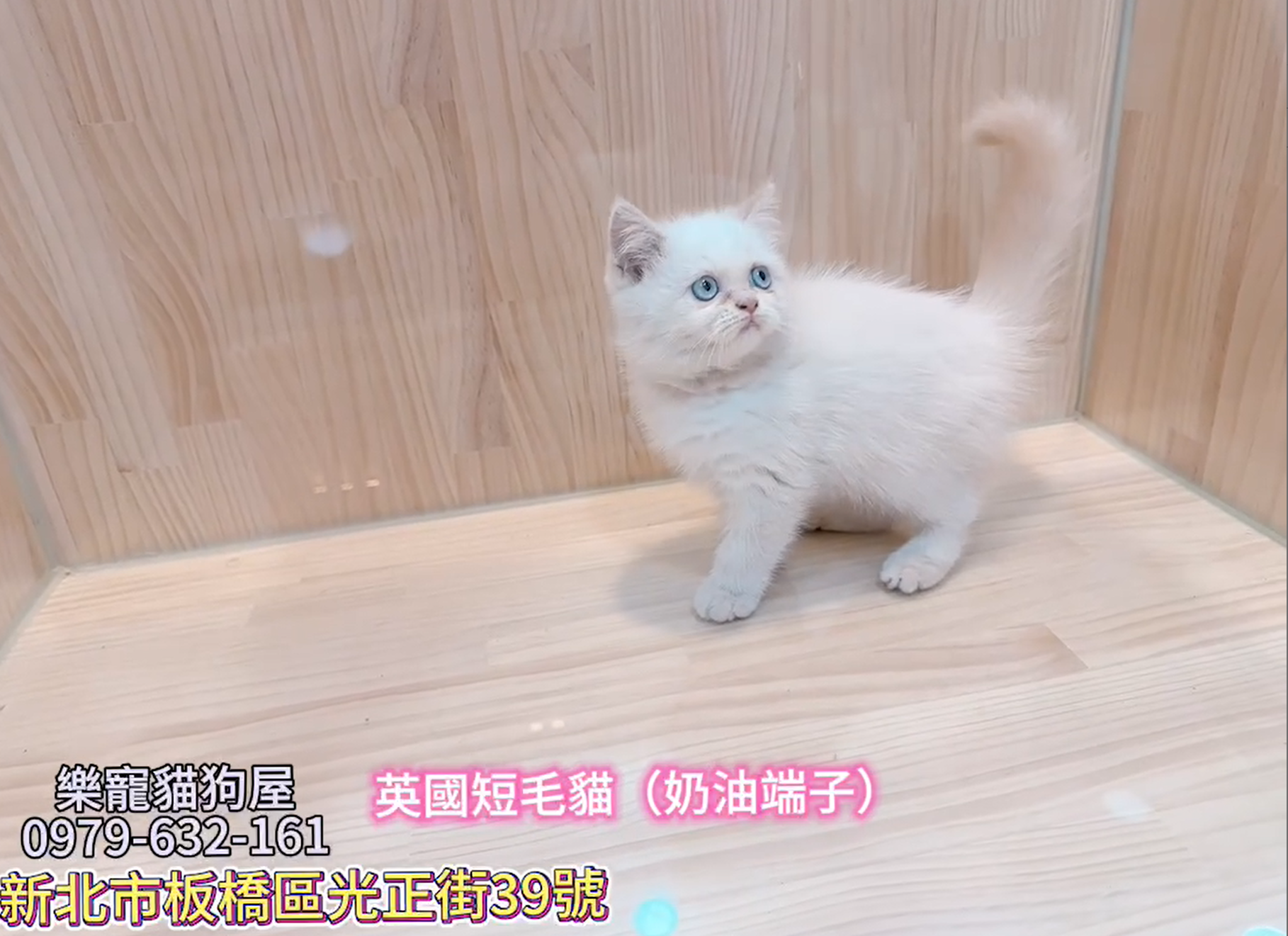 樂寵貓狗屋／端子色英國短毛貓