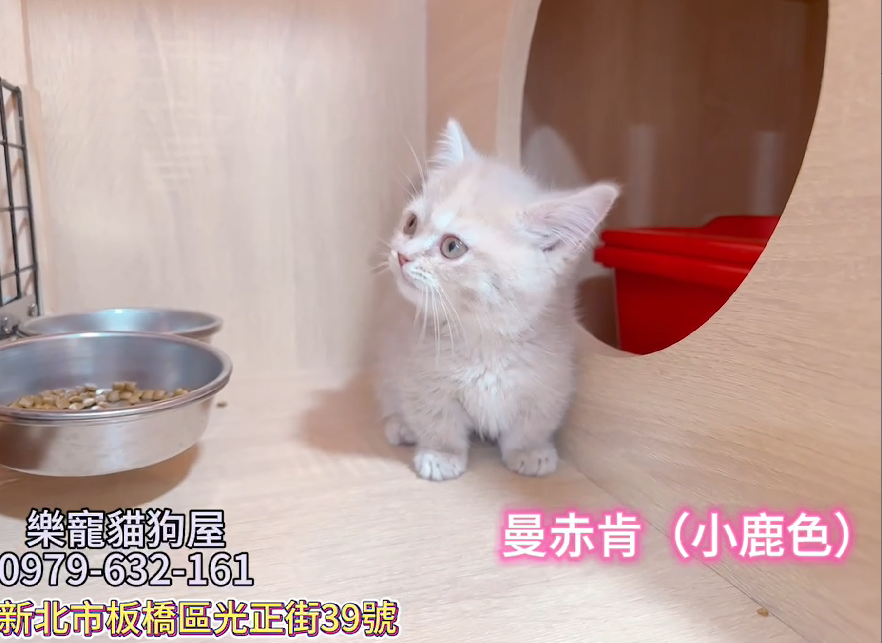樂寵貓狗屋／小鹿色曼赤肯