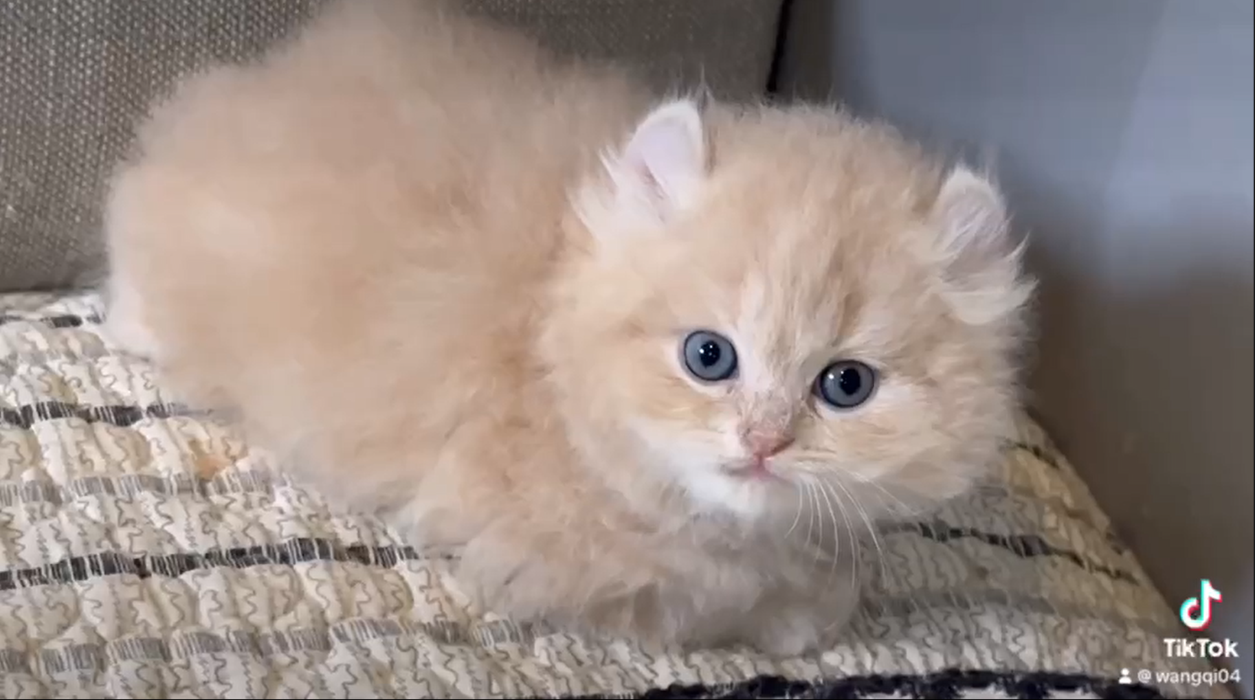 尊爵名皇／捲耳貓