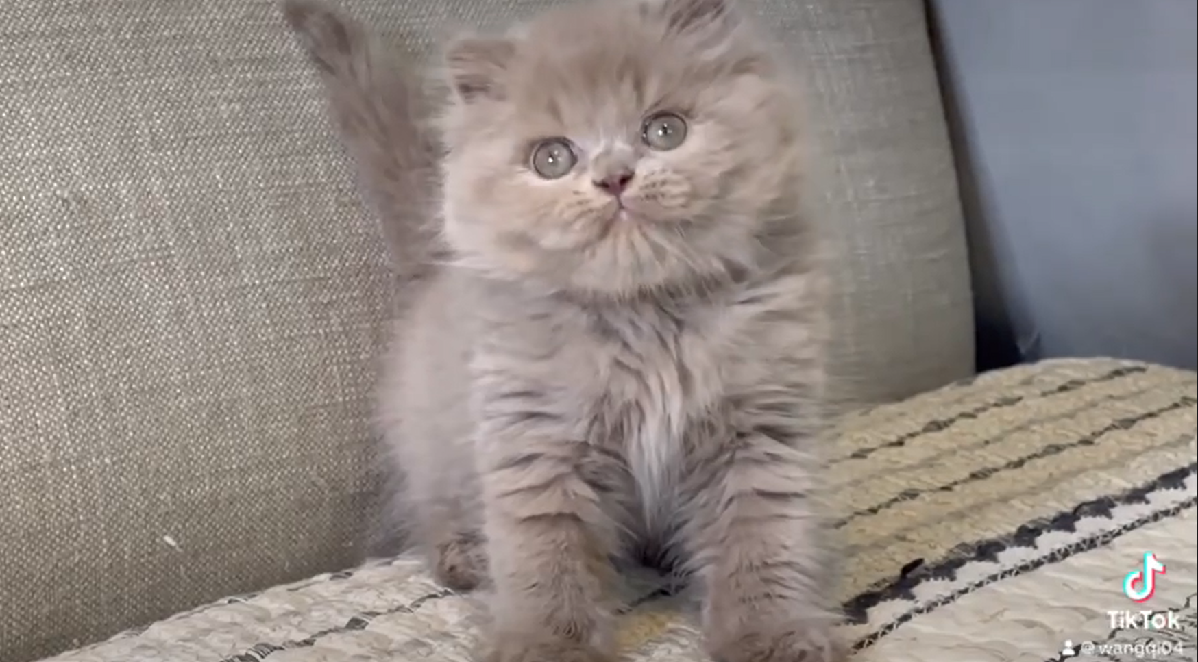 尊爵名皇／紫丁香英國長毛貓