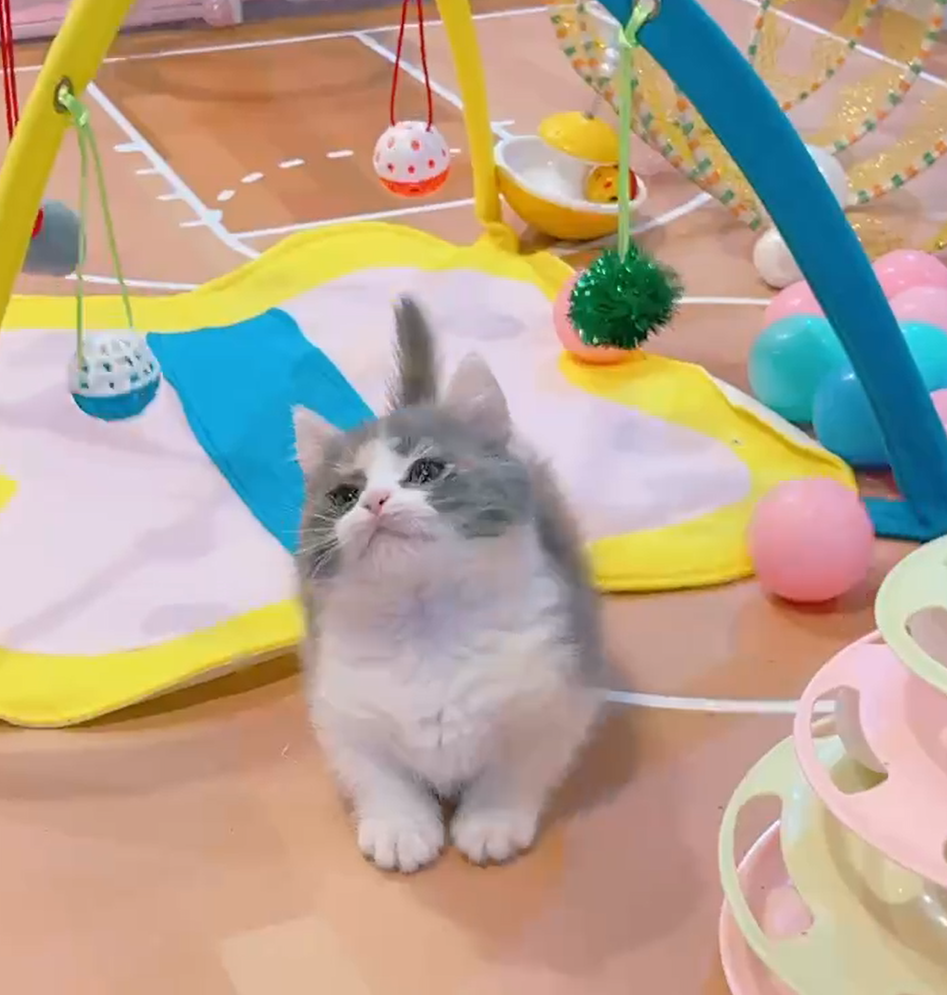 星光貓舍／三花曼赤肯