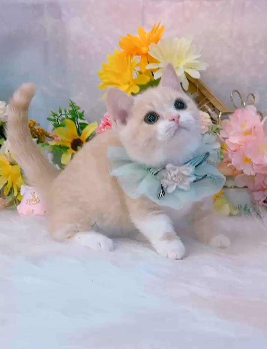 星光貓舍／奶油白色曼赤肯