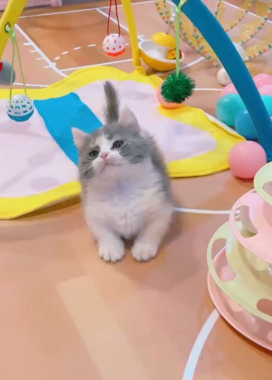 星光貓舍／三花曼赤肯