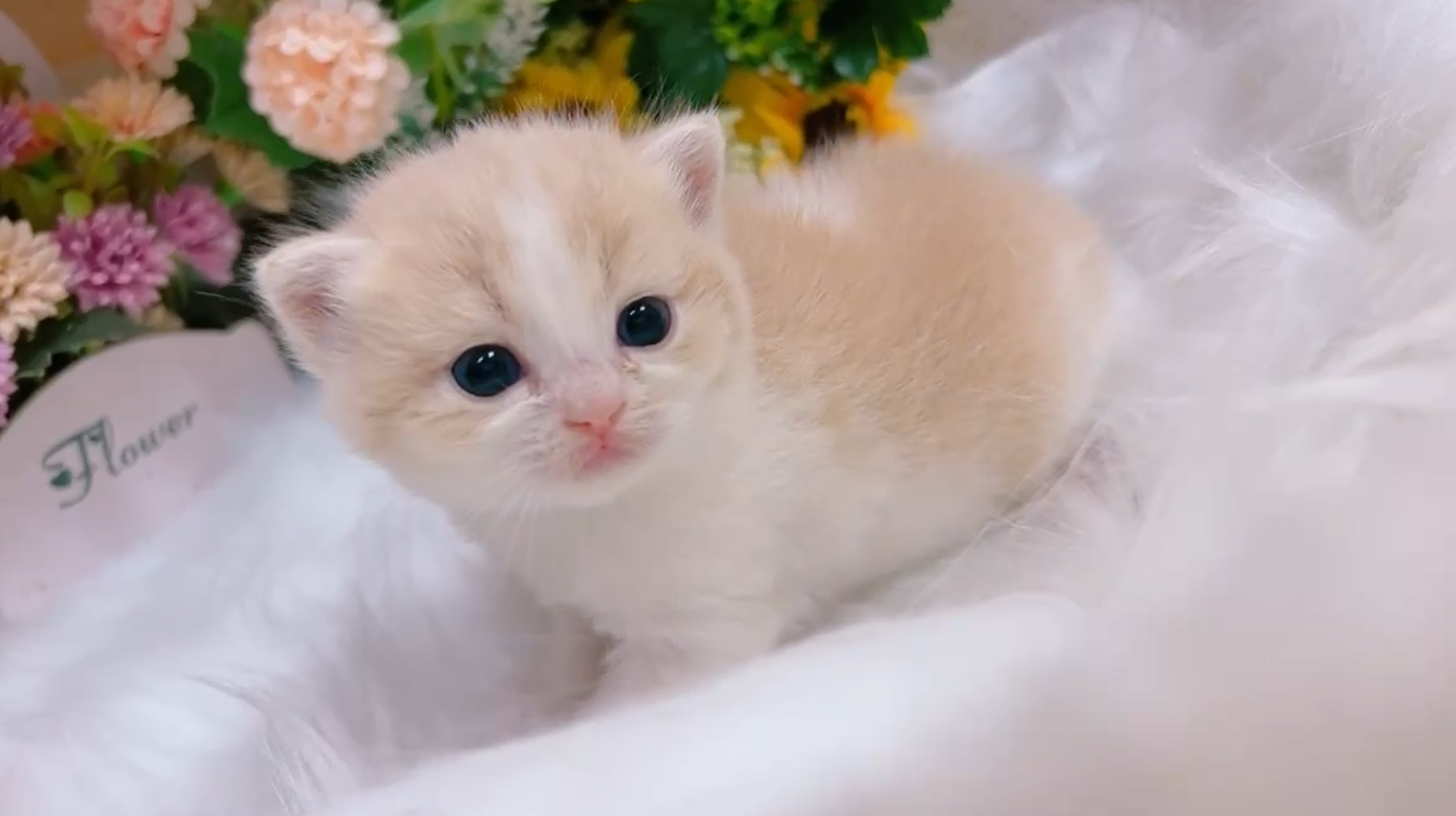 星光貓舍／奶油白賓士英國短毛貓