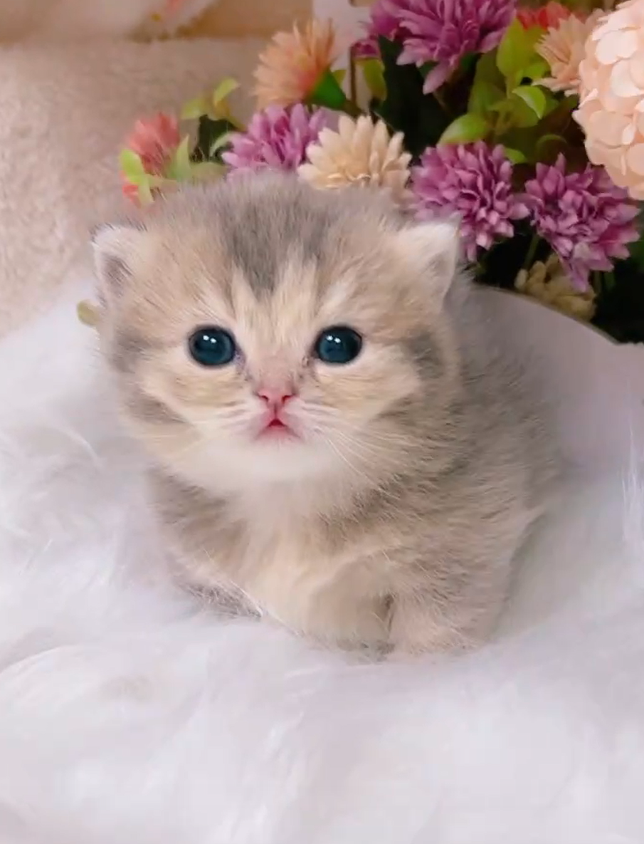 星光貓舍／藍金曼赤肯