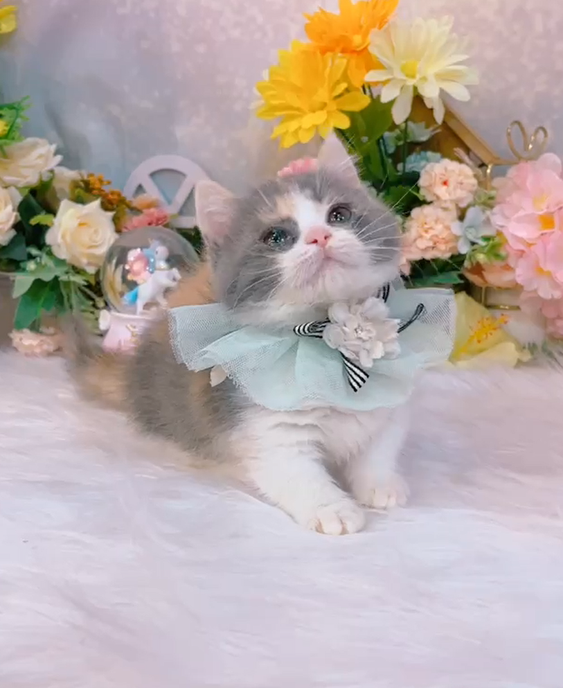 星光貓舍／三花曼赤肯