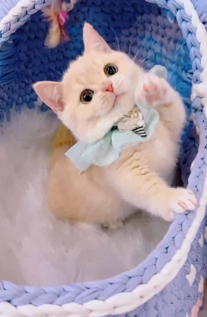 星光貓舍／奶白曼赤肯