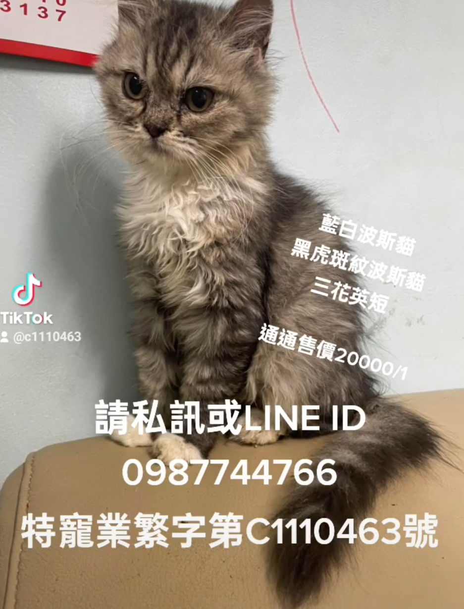 幸福朵貓貓貓舍／各色波斯貓