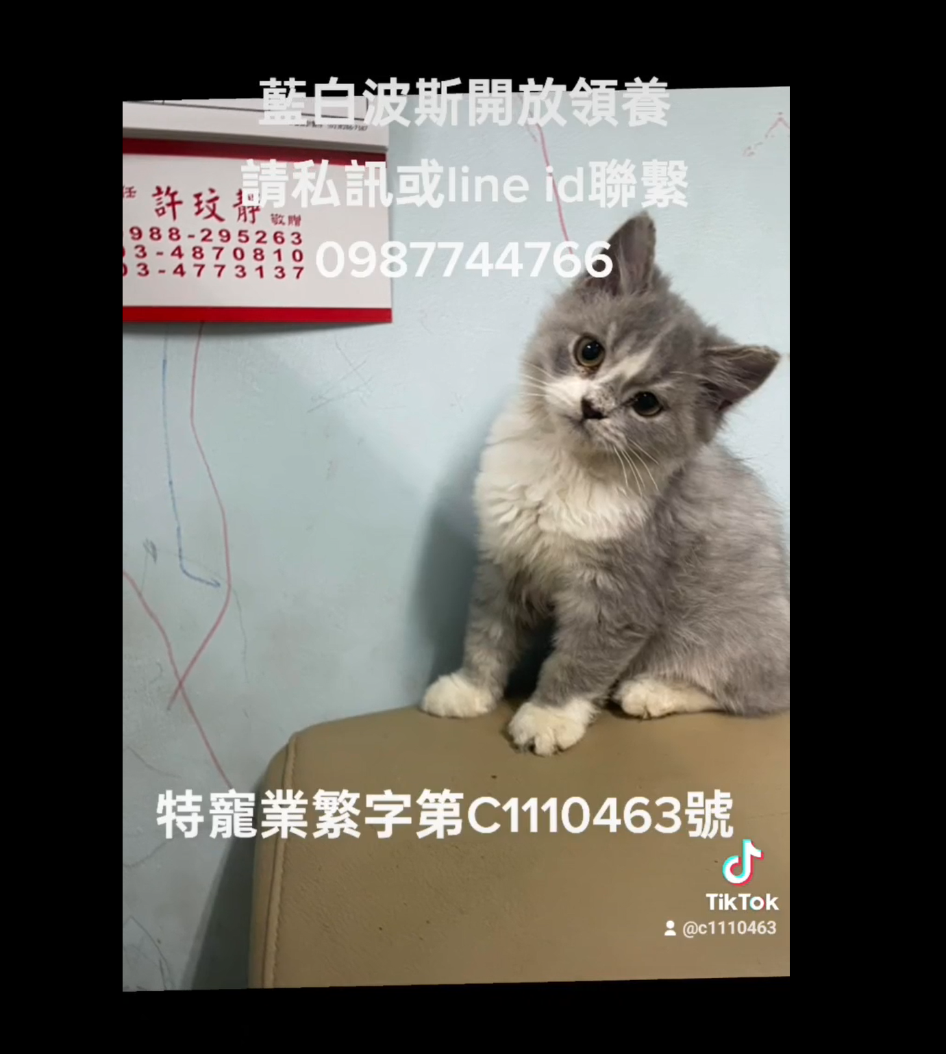 幸福朵貓貓貓舍／藍白色波斯貓