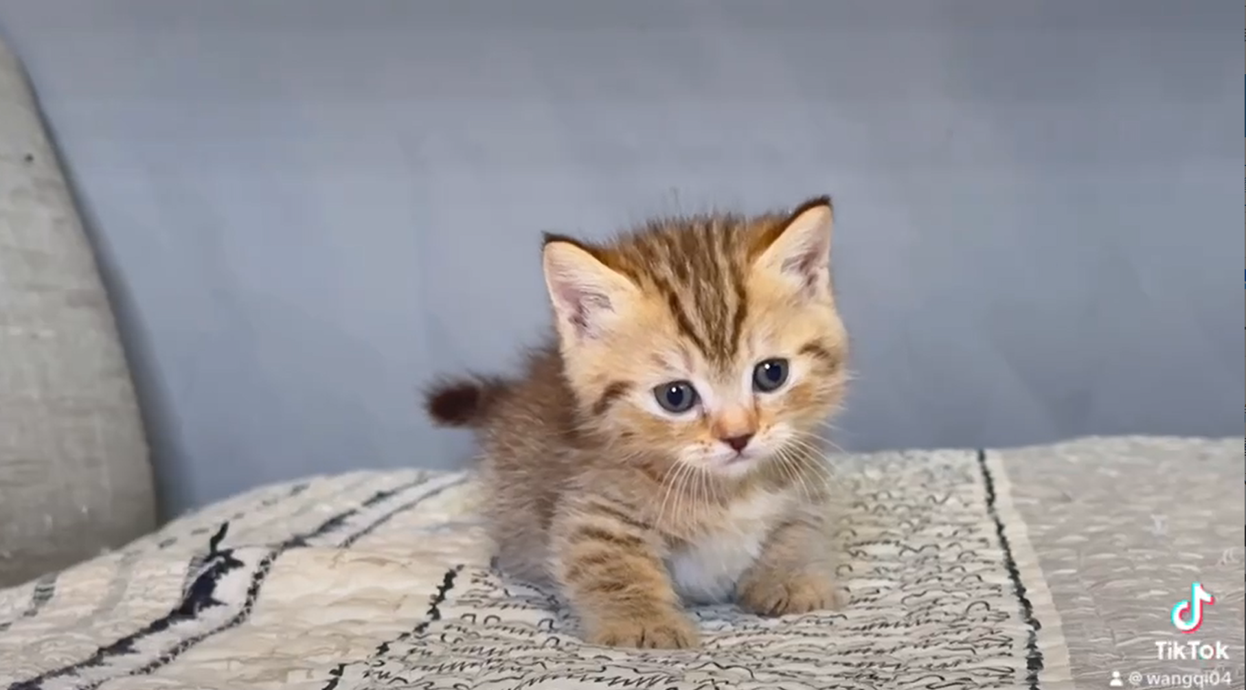 尊爵名皇／巧金曼赤肯