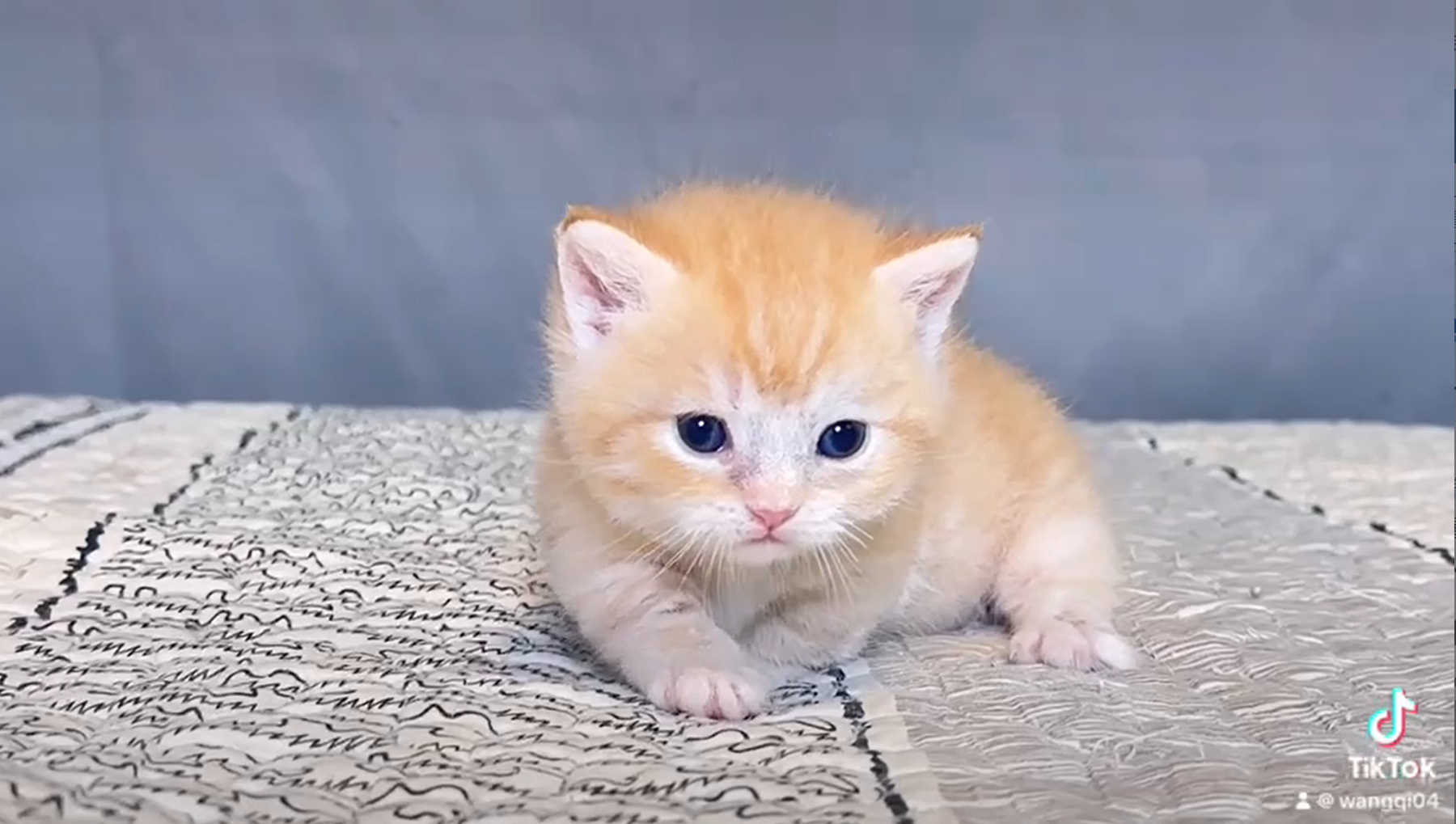 尊爵名皇／淺金曼赤肯