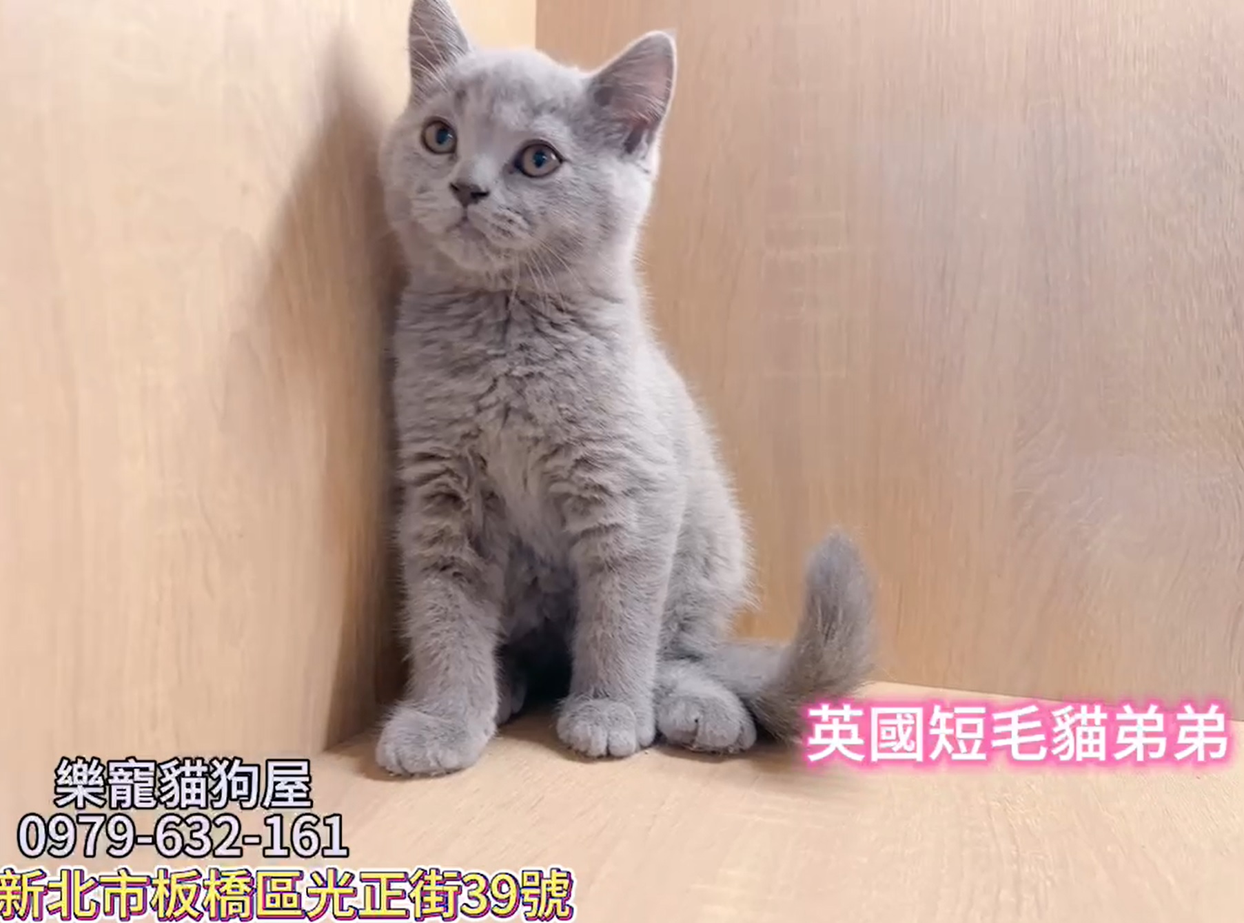 樂寵貓狗屋／藍色英國短毛貓