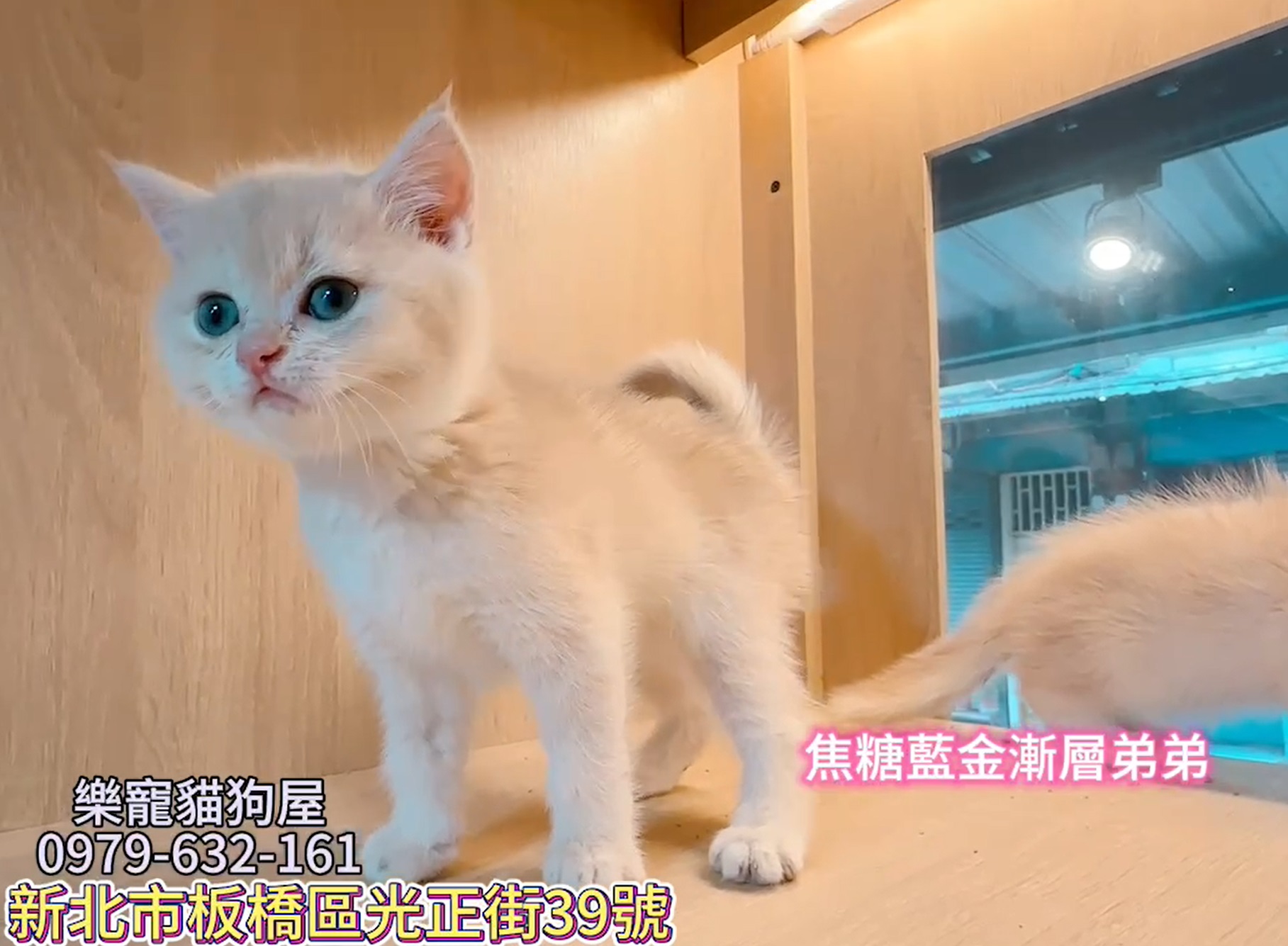 樂寵貓狗屋／焦糖藍金英國短毛貓