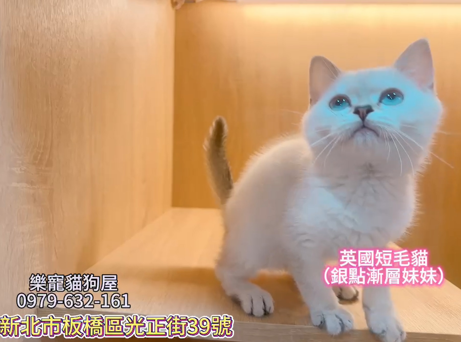 樂寵貓狗屋／銀點漸層英國短毛貓