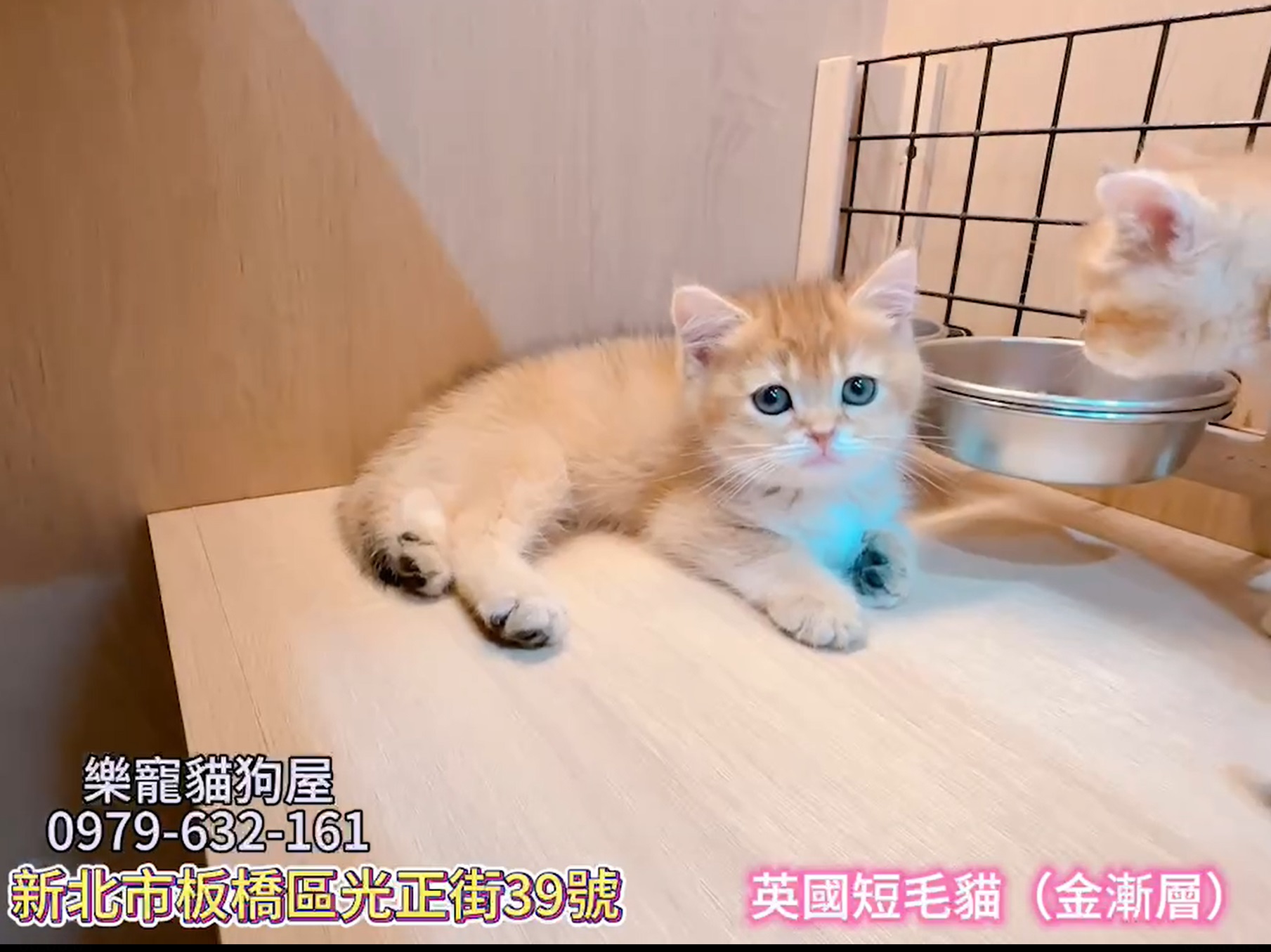 樂寵貓狗屋／金漸層英國短毛貓