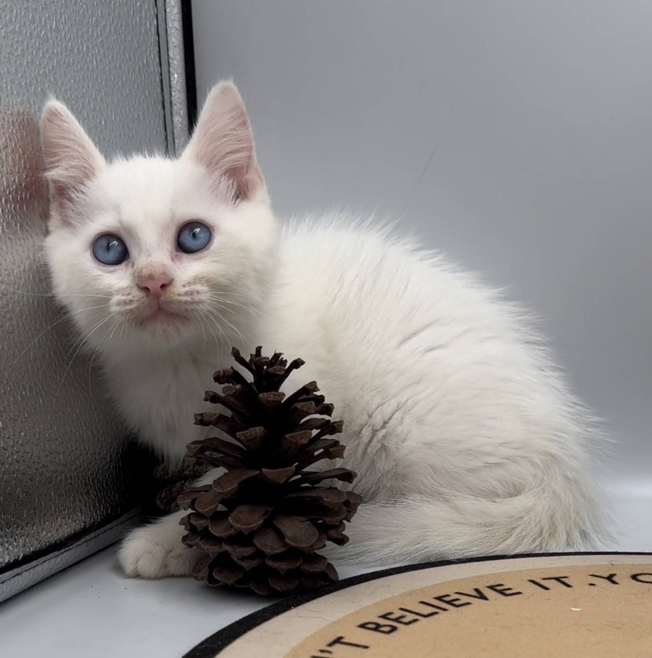 刻在你心底的貓／藍眼白色英國短毛貓