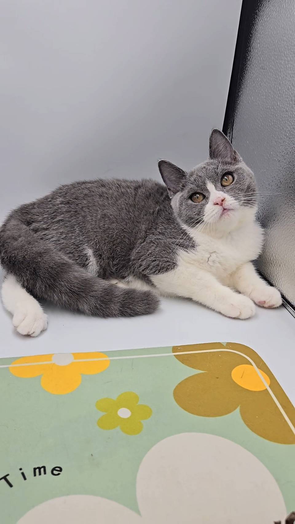 刻在你心底的貓／藍白賓士英國短毛猫