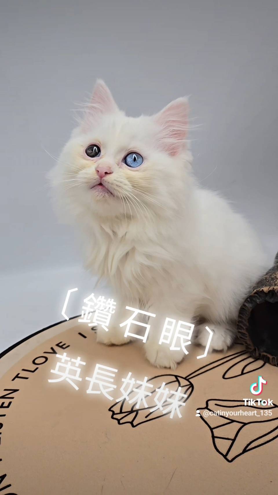 刻在你心底的貓／白色英國長毛貓