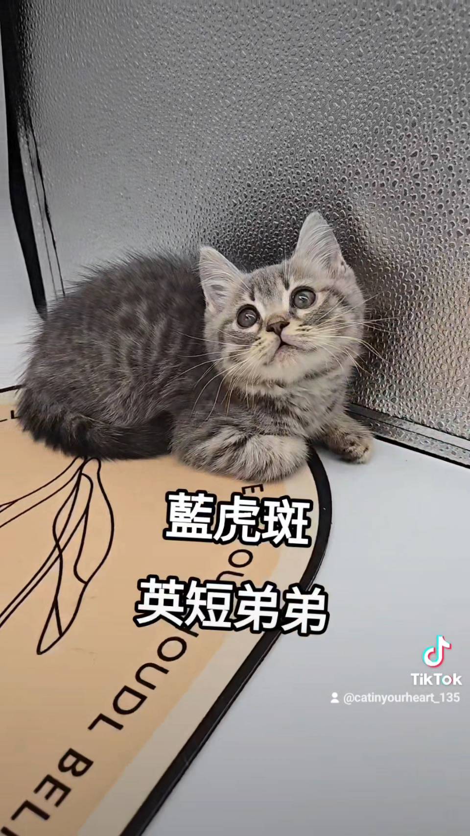 刻在你心底的貓／藍虎斑英國短毛貓