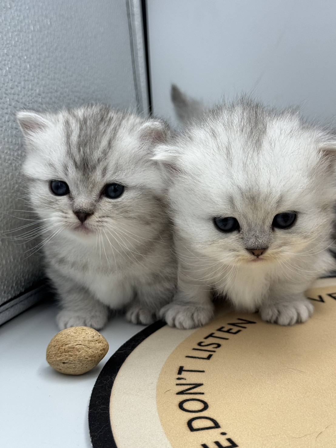 刻在你心底的貓／小步舞曲