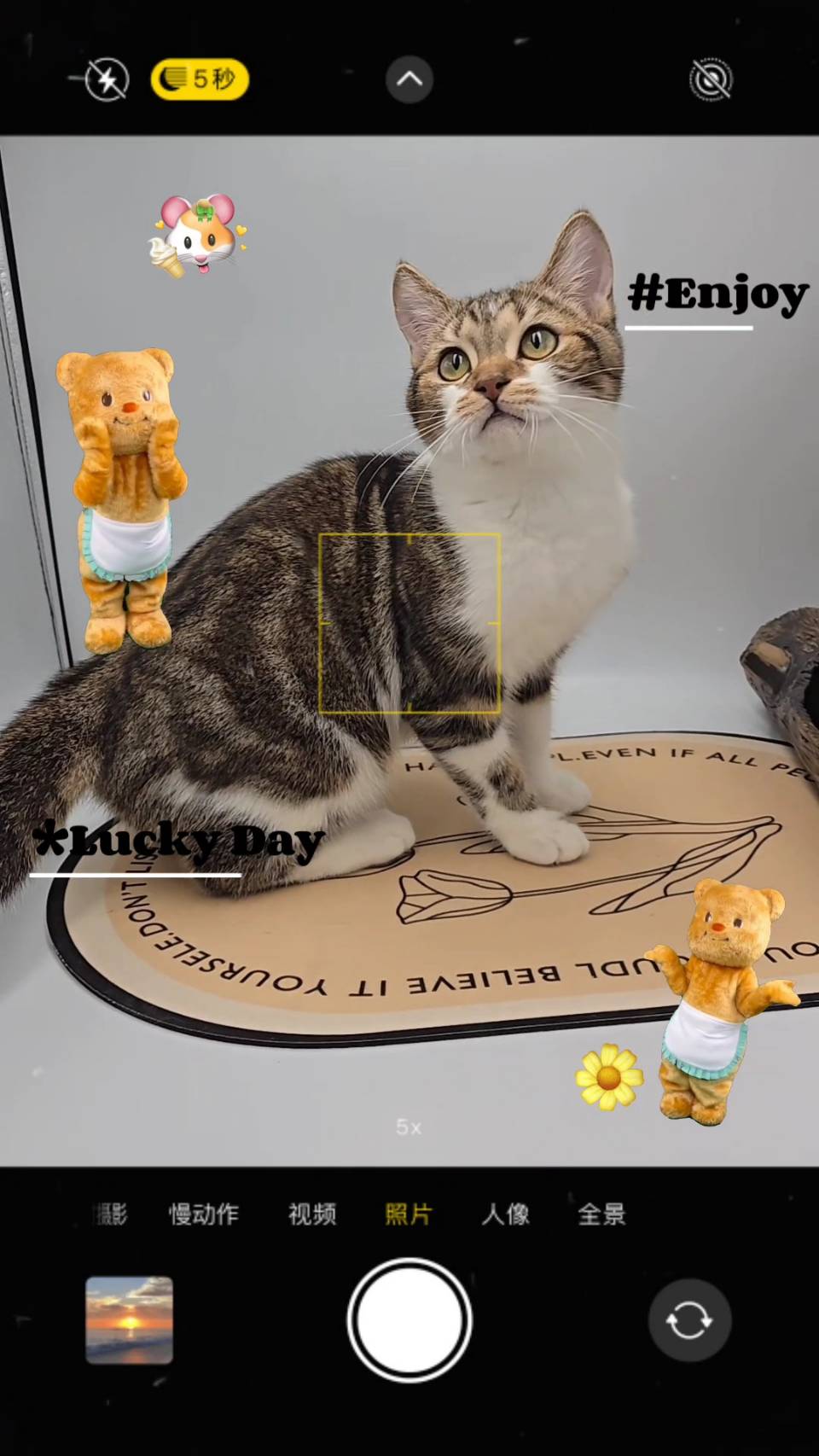 刻在你心底的貓／加白美國短毛貓