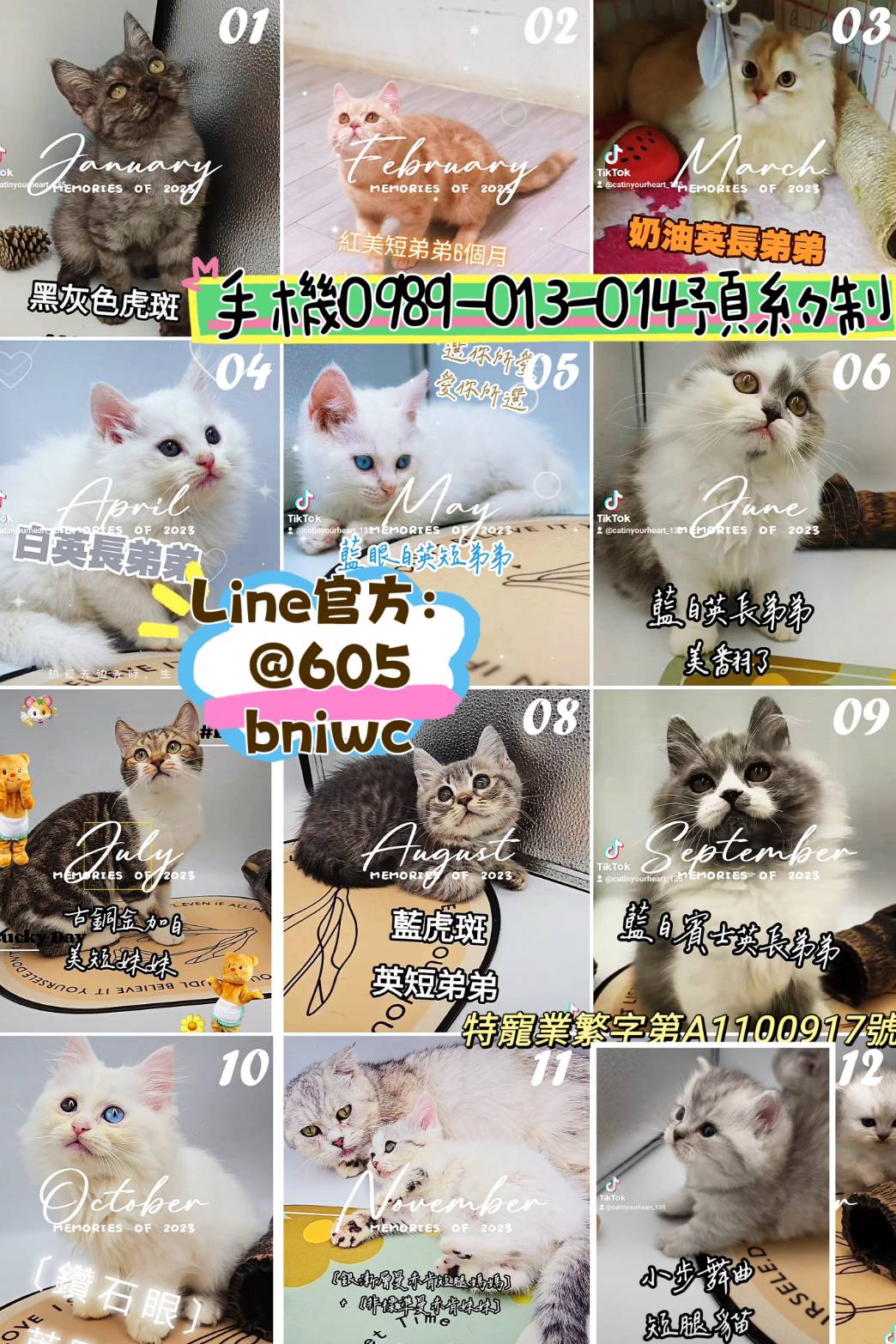 刻在你心底的貓／各品種貓