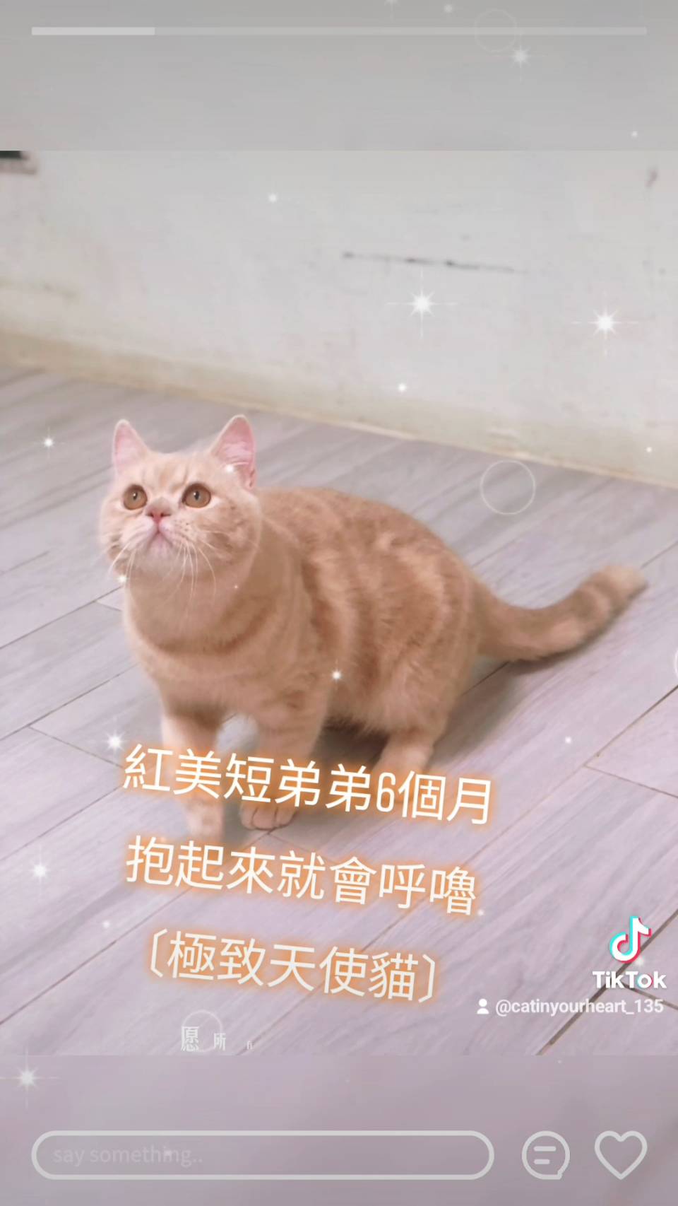 刻在你心底的貓／紅色美國短毛貓