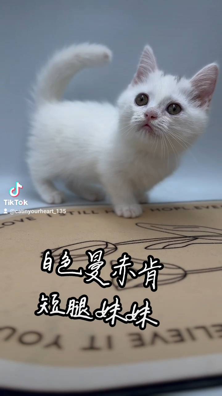 刻在你心底的貓／白色曼赤肯