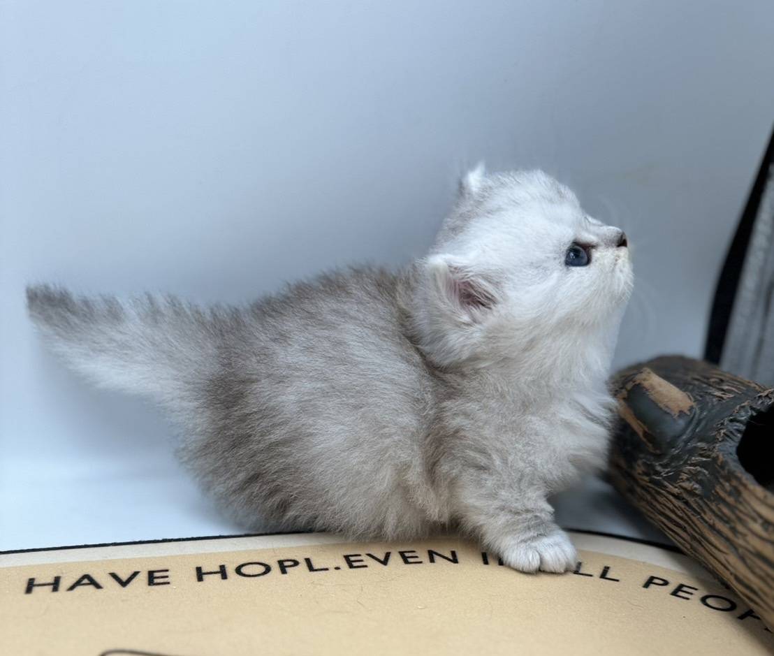 刻在你心底的貓／銀白色小步舞曲