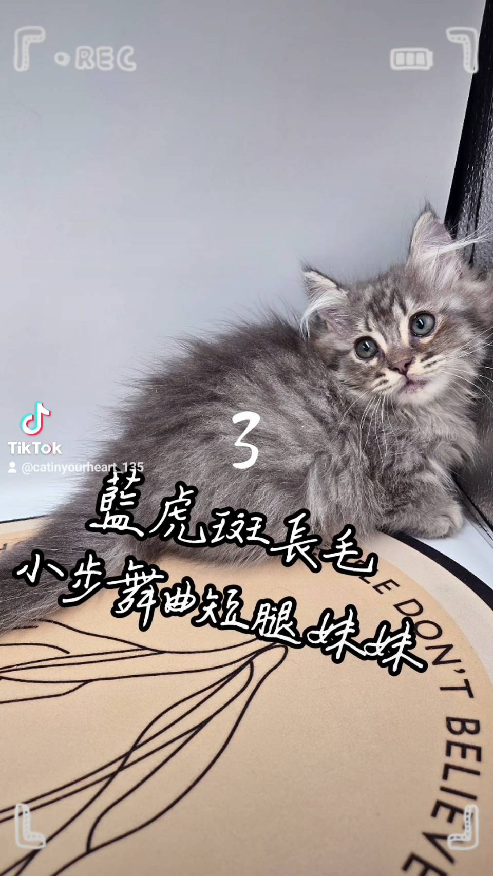 刻在你心底的貓／藍虎斑小步舞曲