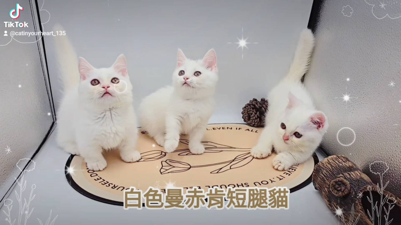 刻在你心底的貓／白色曼赤肯