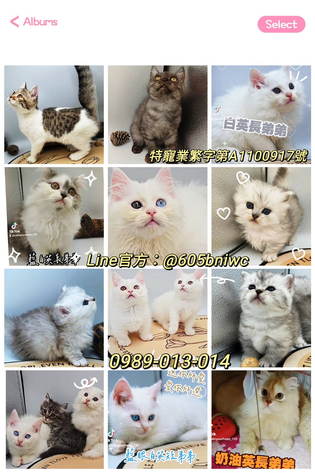 刻在你心底的貓／各品種貓