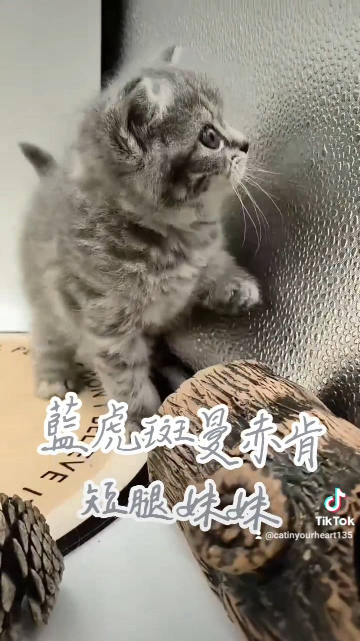 刻在你心底的貓／藍虎斑曼赤肯