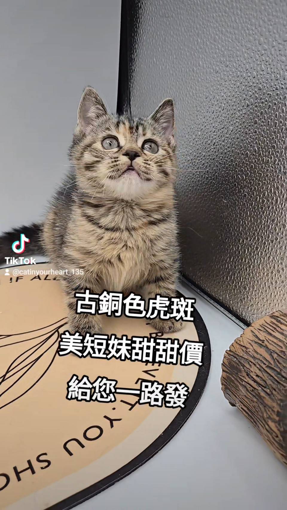 刻在你心底的貓／古銅色虎斑美國短毛貓