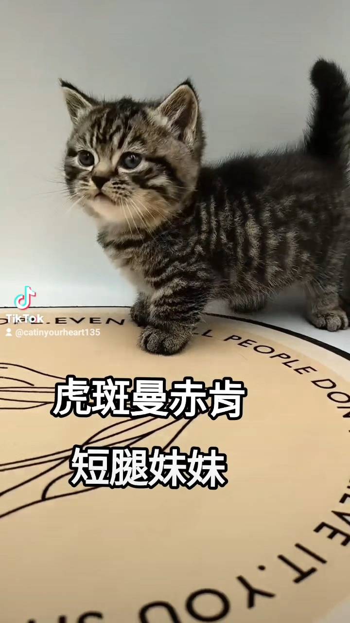 刻在你心底的貓／虎斑曼赤肯